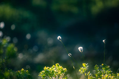 Beautiful white, fluffy cotton-grass heads in warm sunlight. wildflowers in the forest.