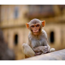 Portrait of monkey relaxing on wall
