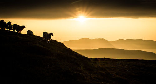 Sheep on silhouette landscape at sunset