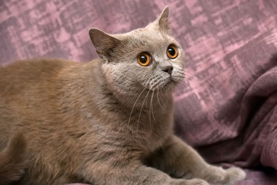 Close-up of cat looking away