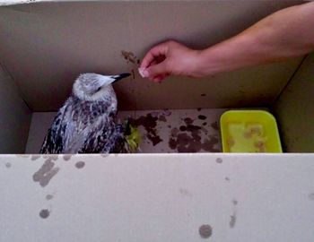 Close-up of cat relaxing on the wall