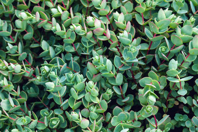 Sedum ewersii - stonecrop plant for green nature botanical background