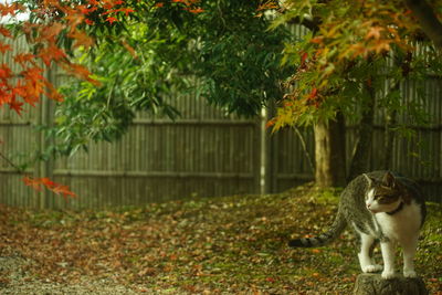 A tabby cat sitting in a japanese garden at autumn leaves season