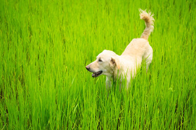 Dog running in a field