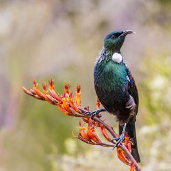 Close-up of bird perching on branch