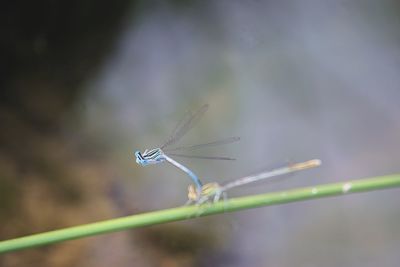 Close-up of dragonfly