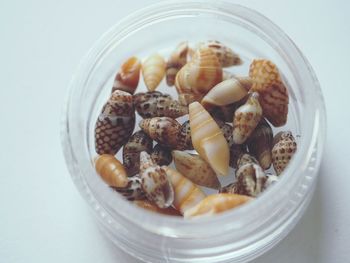 High angle view of little sea snails.