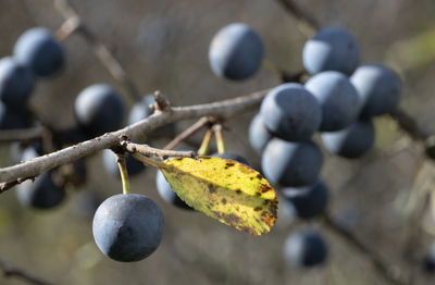 fruit