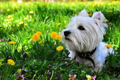 White dog in field