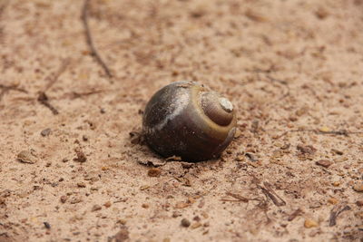 Close-up of lizard on sand