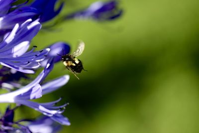 Close-up of bee pollinating on flower