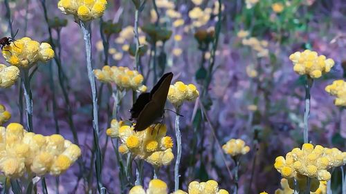 Close-up of insect on yellow flowering plant