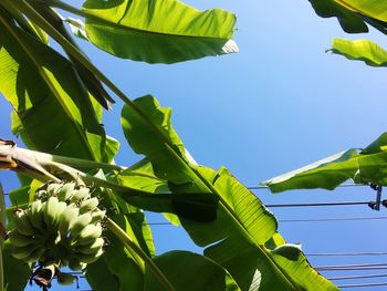 Low angle view of green plant against sky