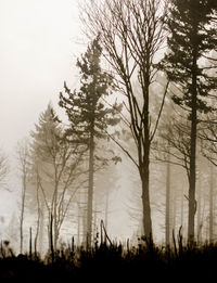 Silhouette of trees in forest during winter