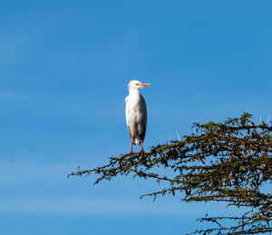 Low angle view of bird perching on branch against blue sky