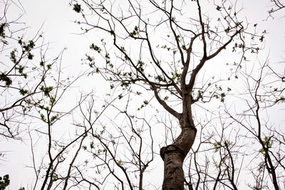 Low angle view of bare tree against sky