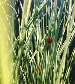 Ladybug on plant