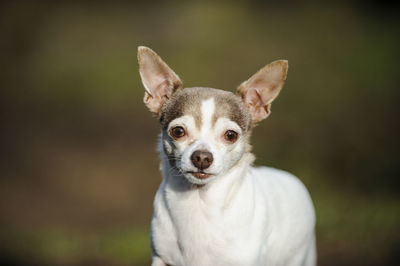 Portrait of chihuahua dog