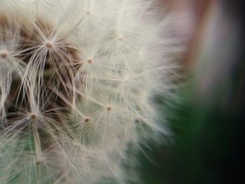 Close-up of dandelion