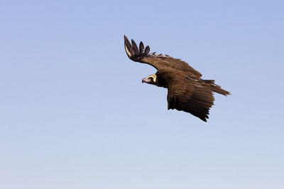 Low angle view of eagle flying in sky