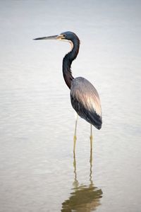 Close-up of gray heron on lake