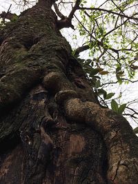 Low angle view of tree trunk