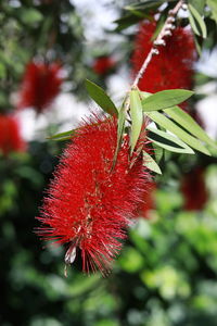 Close-up of red hibiscus flower