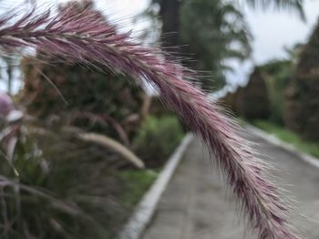Close-up of pink flowering plant