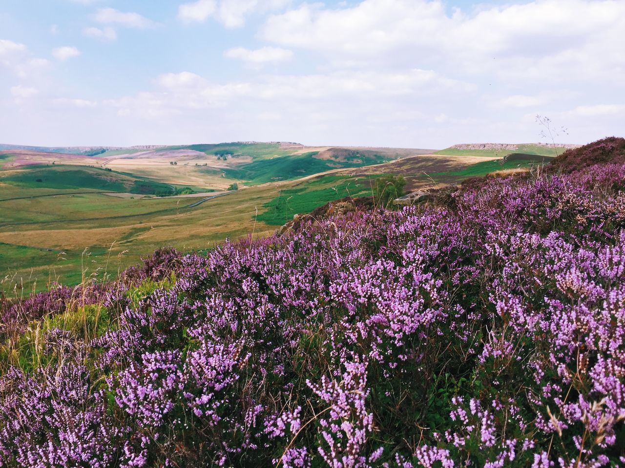 flower, landscape, beauty in nature, field, tranquil scene, sky, growth, nature, tranquility, scenics, freshness, cloud - sky, plant, fragility, blooming, mountain, rural scene, cloud, non-urban scene, abundance