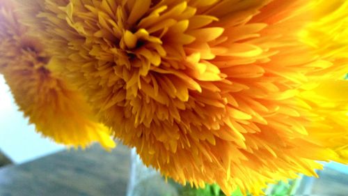 Close-up of yellow flowering plant