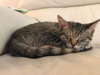 Close-up of cat sleeping on bed