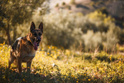 Portrait of a dog on field