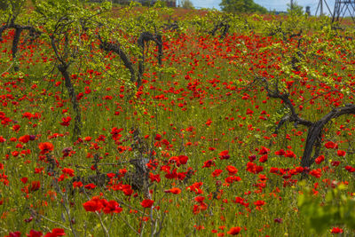 Close-up of red poppy flowers on field