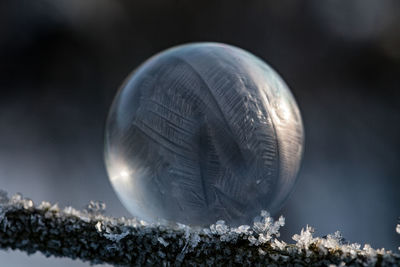 Close-up of frozen bubble on plant