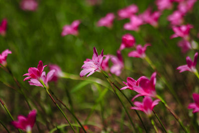 Close-up of pink flowering plant on field