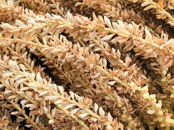 Full frame shot of dry leaves for sale