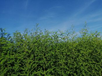 Plants growing on land against blue sky