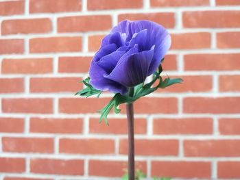 Close-up of purple flower against brick wall