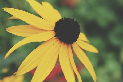 Close-up of yellow flower