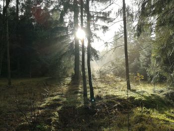 Trees in forest