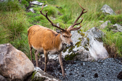 Deer standing on rock