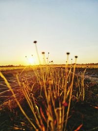 Scenic view of field against clear sky during sunset