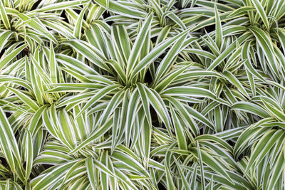 Full frame shot of plants