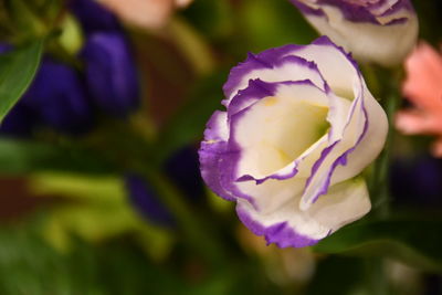 Close-up of purple iris