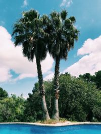 Palm trees by swimming pool against sky