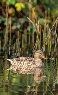 animal wildlife