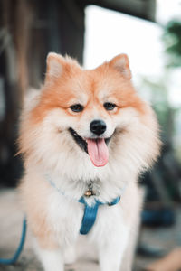 Close-up of dog looking away