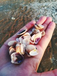 High angle view of person hand holding seashells