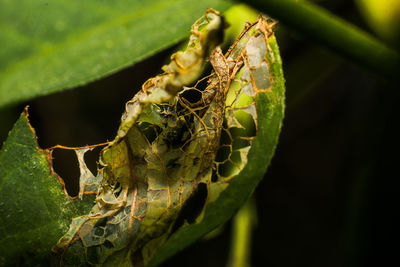 Close-up of insect on leaf