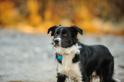 Portrait of dog